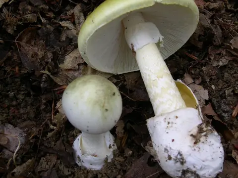 Death cap