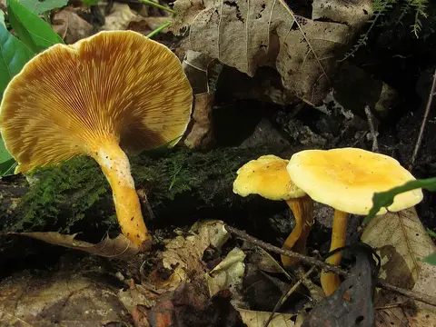 False chanterelle