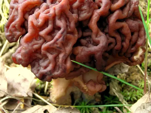 False morel