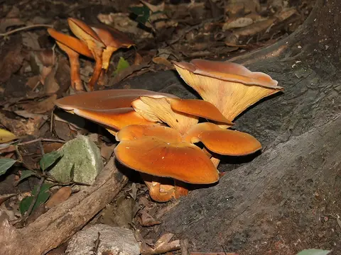 Jack-o'-lantern